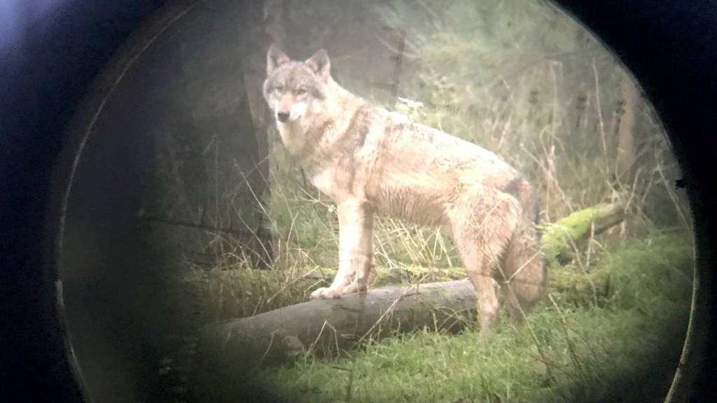 Bundesrat stellt zusätzliche Wolfsabschüsse zur Diskussion