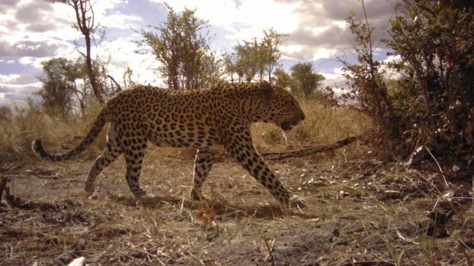 Leopard tötet neunjähriges Mädchen