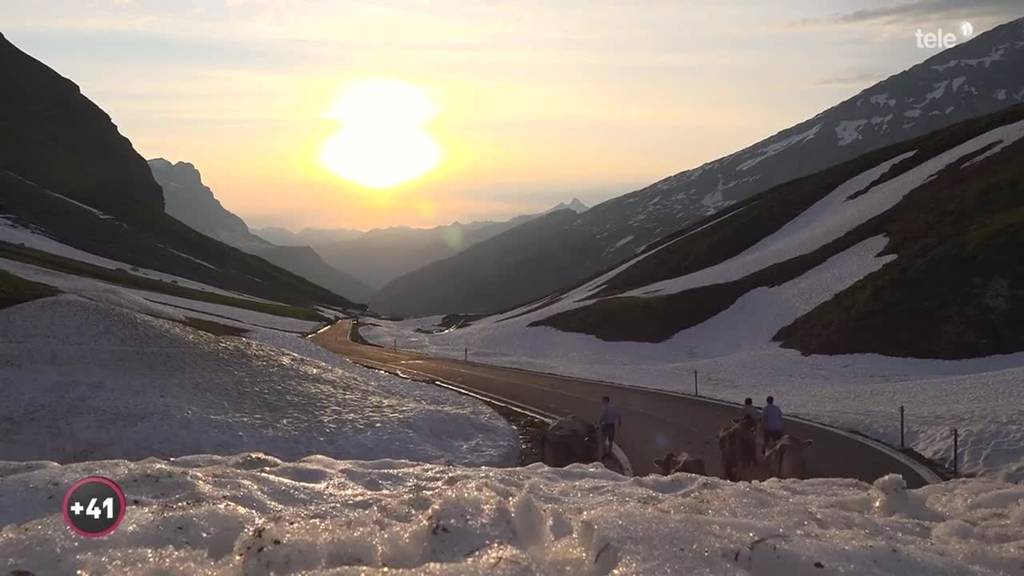 Diese Familie zieht mit ihren Kühen über den Klausenpass auf die Alp