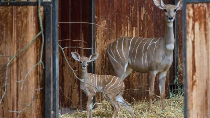 Kudu-Muttertier wohl trächtig nach Basel gekommen