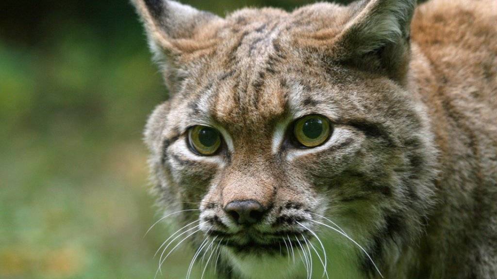 Der kanadische Luchs zählt zu den Raubtieren mit der ausgeprägtesten Saisonalität bei der Fortpflanzung.