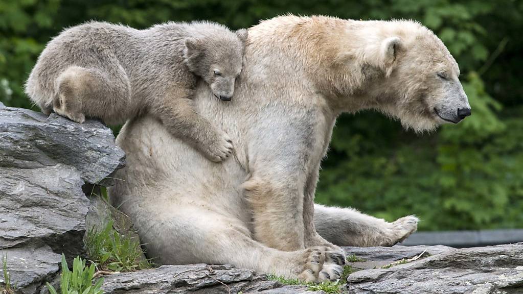 Russland lässt erstmals die Eisbären in seinem Territorium zählen. (Archivbild)