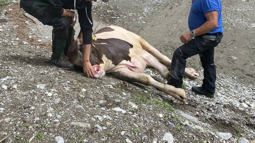 Stier flüchtet vor Metzger – Polizei erschiesst ihn