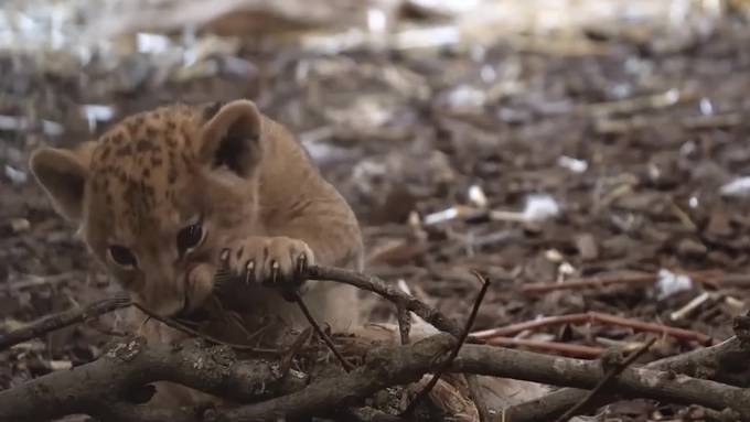 So herzig sind die Löwenbabys im Walter Zoo