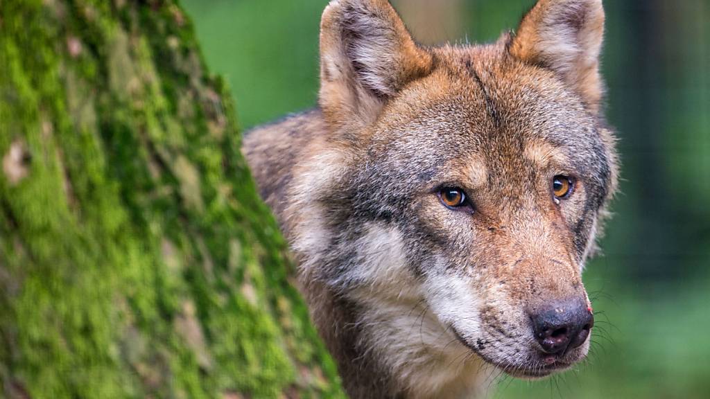 Wölfe sollen ganzjährig gejagt werden – Unterschriftensammlung gestartet