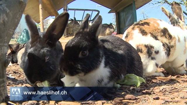 Grosse Solidarität für Hasen-Gnadenhof