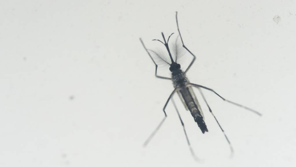 Eine Aedes-aegypti-Stechmücke - potenzielle Trägerin des Zika-Virus. (Archivbild)