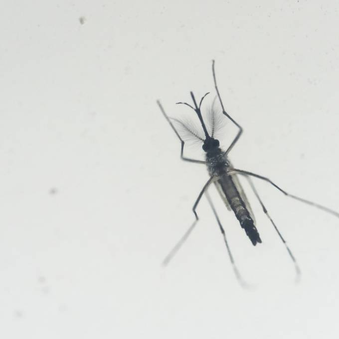 Bund meldet erste Zika-Virus-Infektion in der Schweiz seit 2019