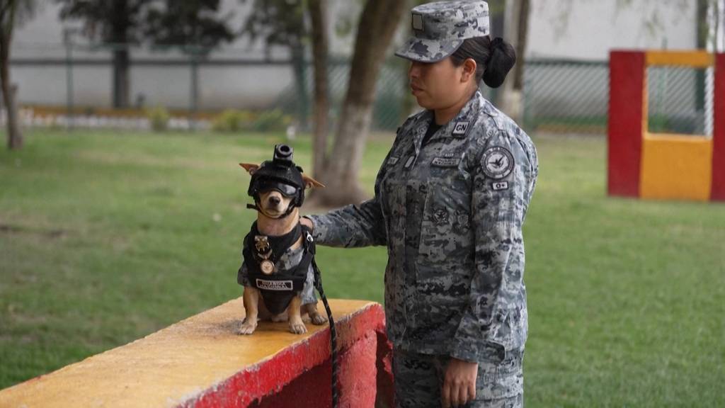 Dieser Chihuahua steht im Dienst der mexikanischen Nationalgarde