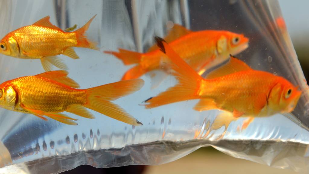 In einem Gartenteich mögen sie eine Zierde sein, aber ausgesetzt in der Natur können Goldfische grosse Schäden anrichten. (Symbolbild)