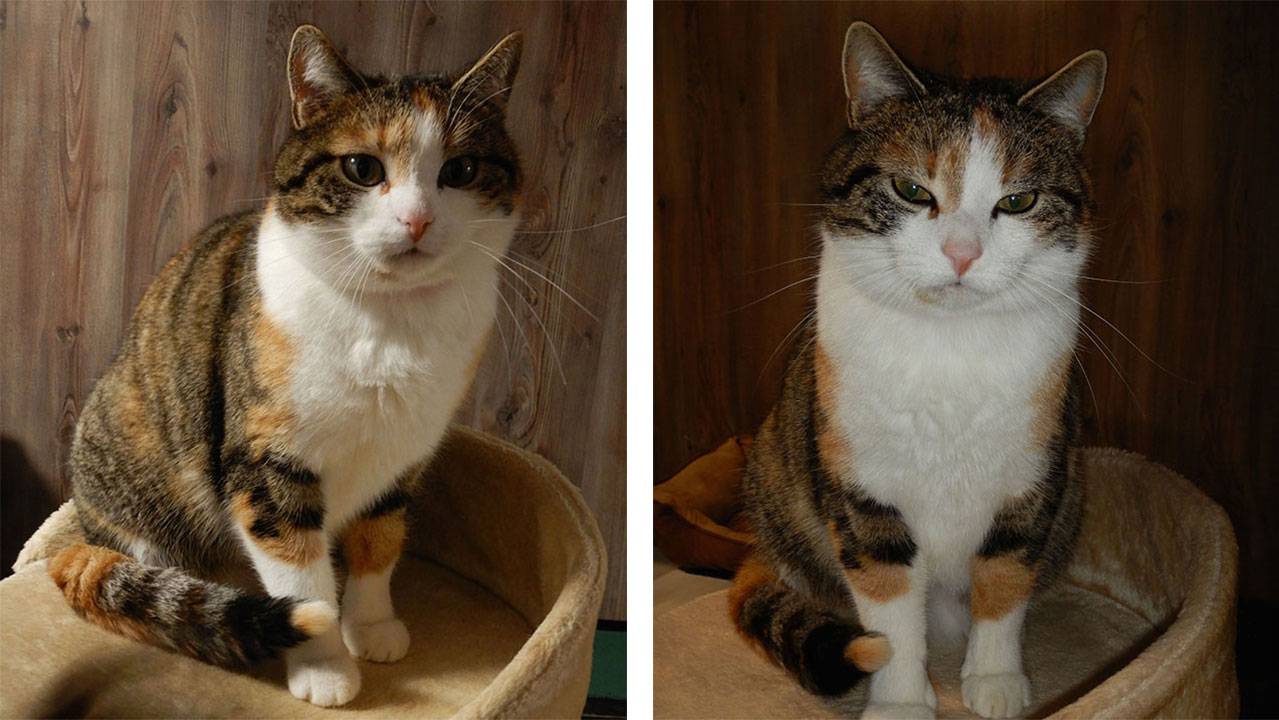 Mimi