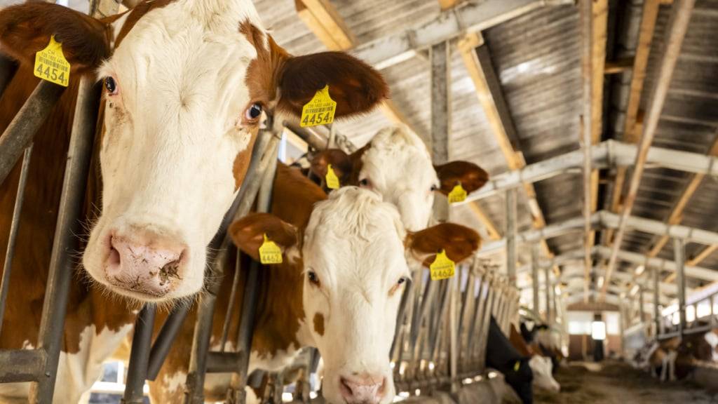 Obwohl die Zahl der Kühe sinkt und die Zahl der Milchbauernbetriebe abnimmt, ist die Milchproduktion im vergangenen Jahr stabil geblieben. Das zeigt der neuste Agrarbericht. (Archivbild)