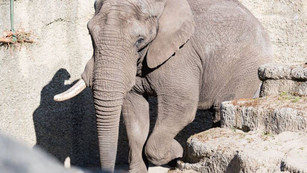 Der 29-jährige afrikanische Elefantenbulle Tusker soll im Zoo Basel für Nachwuchs sorgen.