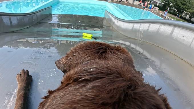 So sieht das Opfiker Hundeschwimmen aus Sicht der Vierbeiner aus