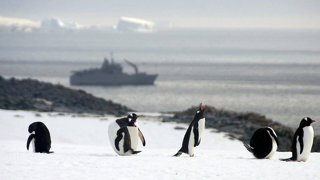 Das erste Projekt des Schweizer Polarinstituts startet bereits Ende 2016: Dann werden Forschende aus 30 Ländern an Bord eines Forschungsschiffs in See stechen, um die Antarktis zu umrunden. (Symbolbild)