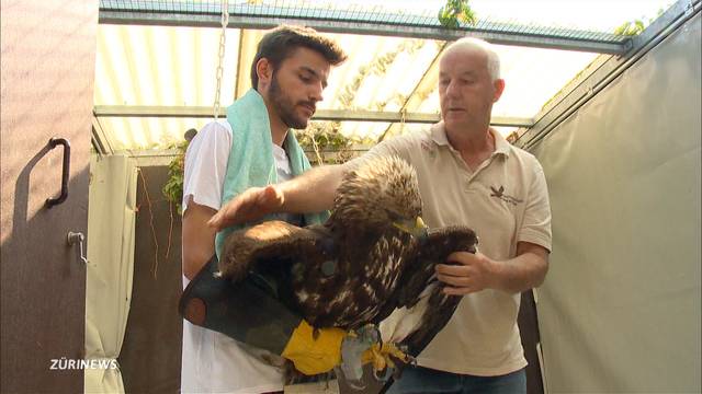 Physiotherapie für einen Steinadler mit gebrochenem Flügel