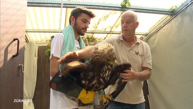 Physiotherapie für einen Steinadler mit gebrochenem Flügel