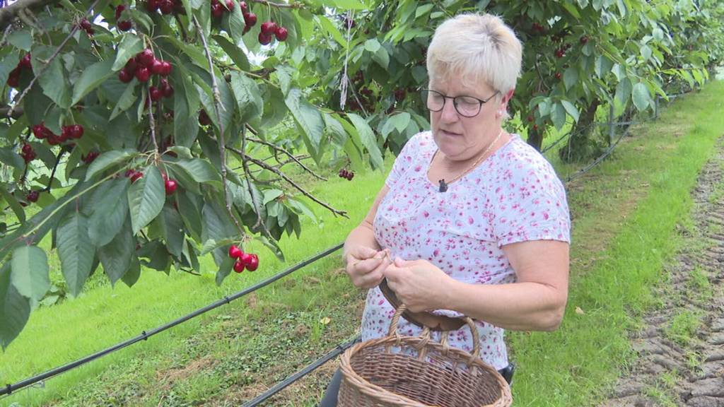 Bäuerin aus Rorschacherberg gibt 100 Kirschbäume auf