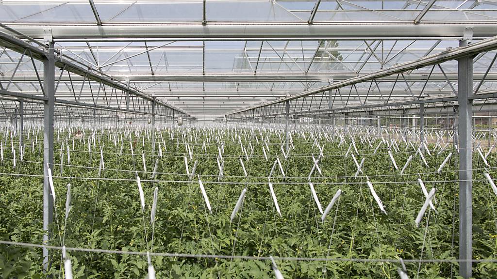 Bodenunabhängig angebaute Tomaten, hier in einem Betrieb in Kerzers FR. (Archivaufnahme)