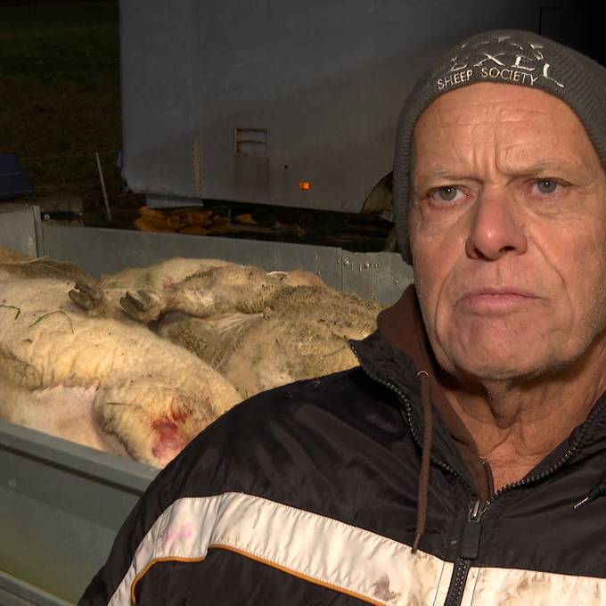 8 tote Schafe in Murgenthal: «Wolf gehört ausgerottet!»