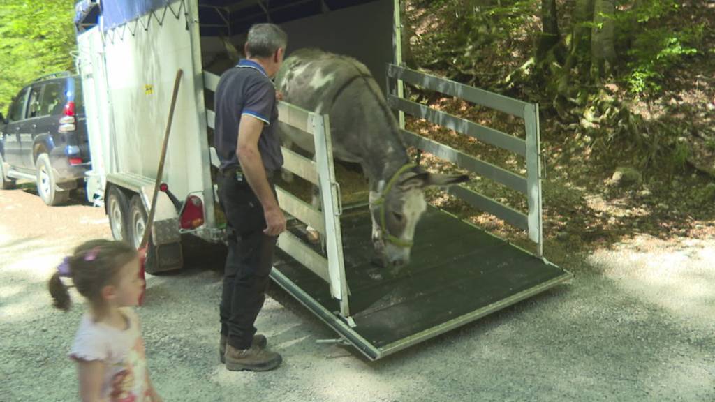 Tierische Stars auf Wanderung: Esel-Familie auf dem Weg zum Plattenbödeli