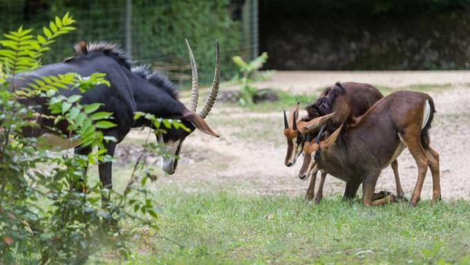 Gutaussehender Rappenantilopen-Bock integriert sich im Zoo Basel