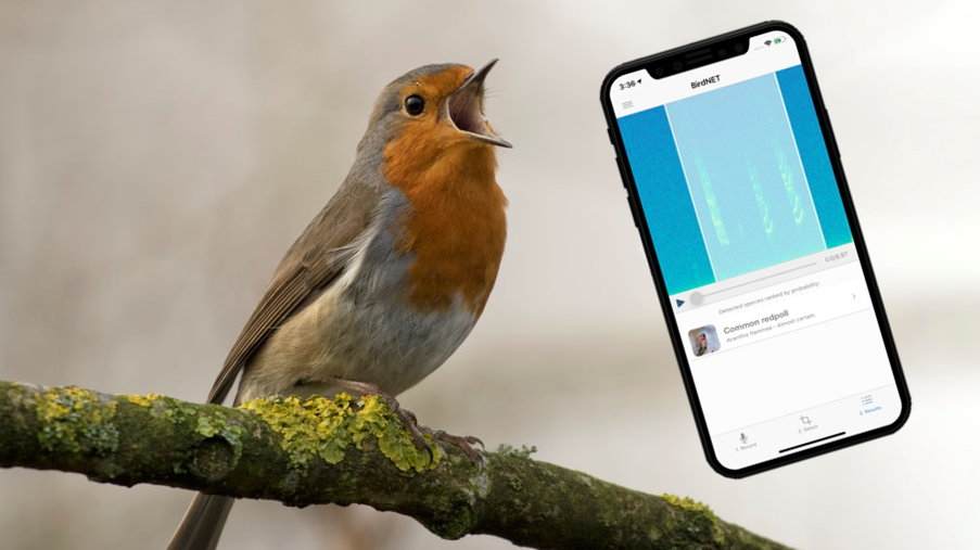Diese App erkennt Vogelgezwitscher