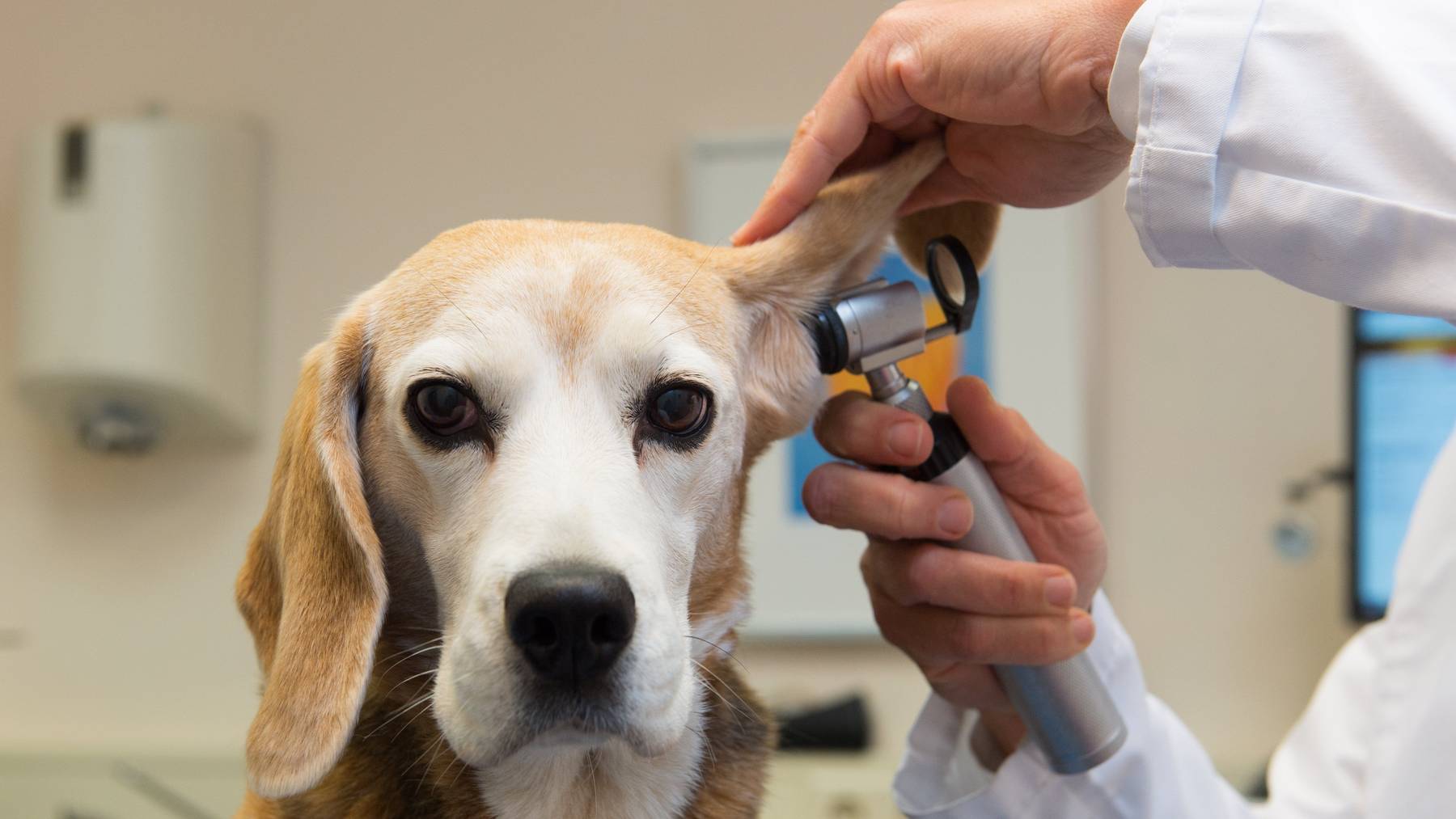 Hundehaltern wird wegen des Staupe-Virus eine Schutzimpfung für ihre Hunde empfohlen.