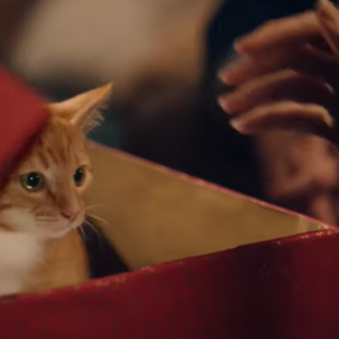 «Tiere sind keine Geschenke»: Tierschutz kritisiert Manor-Werbespot
