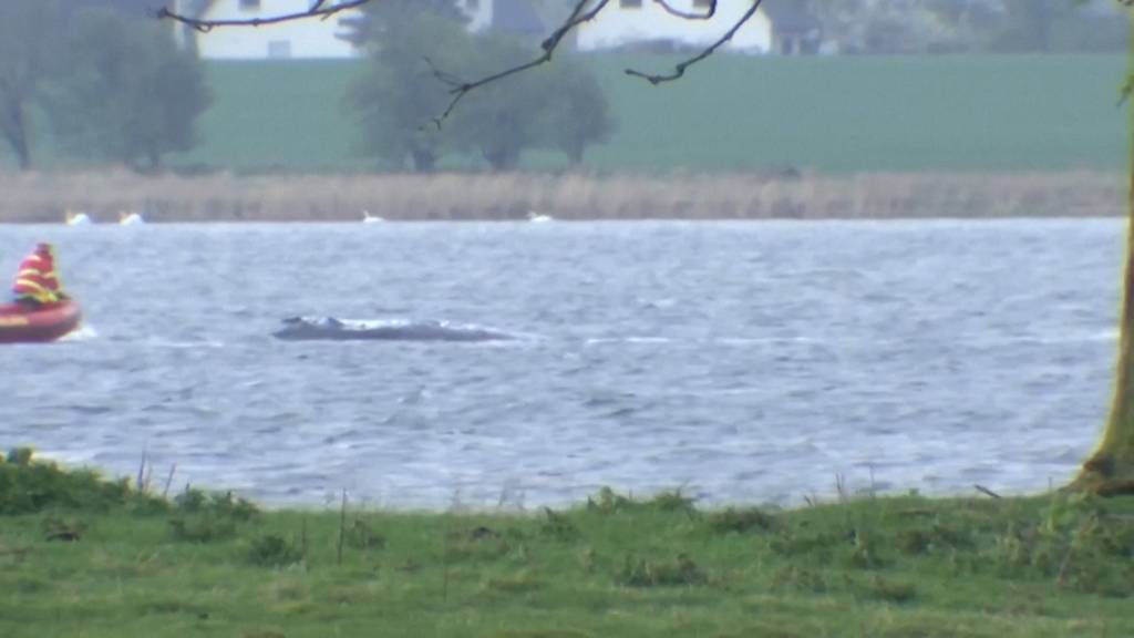 «Timmy» schwimmt los und stoppt dann wieder