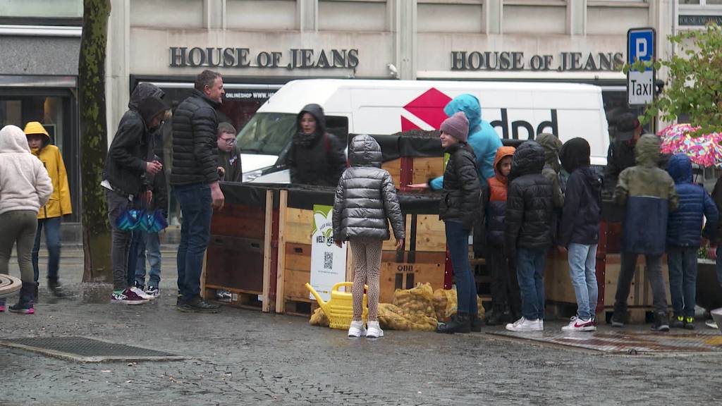 Weltrekord-Rösti: Schüler pflanzen Kartoffeln auf Marktplatz