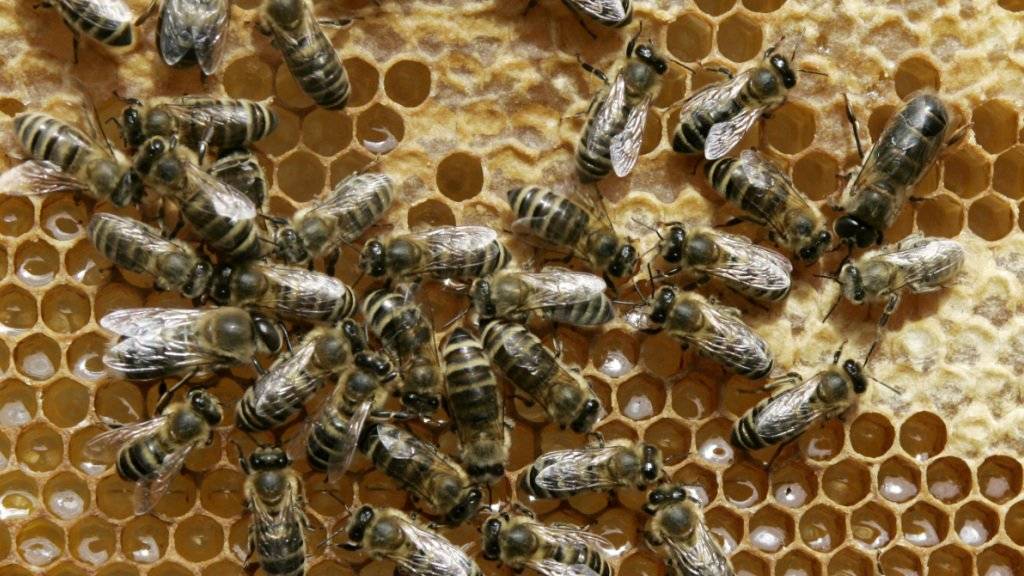 Bienen kommunizieren mithilfe eines vibrierenden Tanzes, wo es eine Nahrungsquelle zu finden gibt. (Archivbild)