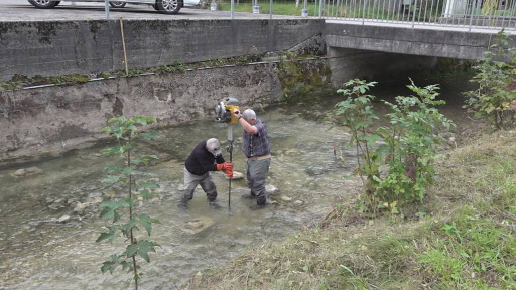 Futterkörbe für Fische: Strohnester sollen sinkenden Tierbestand retten