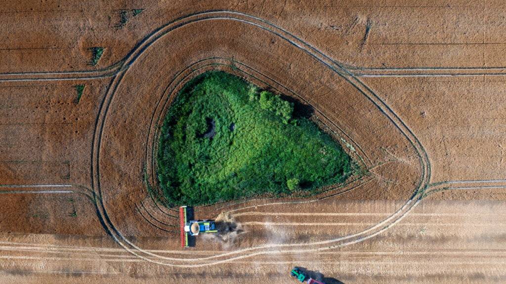 ARCHIV - Ein Mähdrescher fährt am Abend über ein Gerstenfeld und wird von einem Traktor mit einen Erntewagen begleitet (Luftaufnahme mit einer Drohne). Foto: Jens Büttner/dpa
