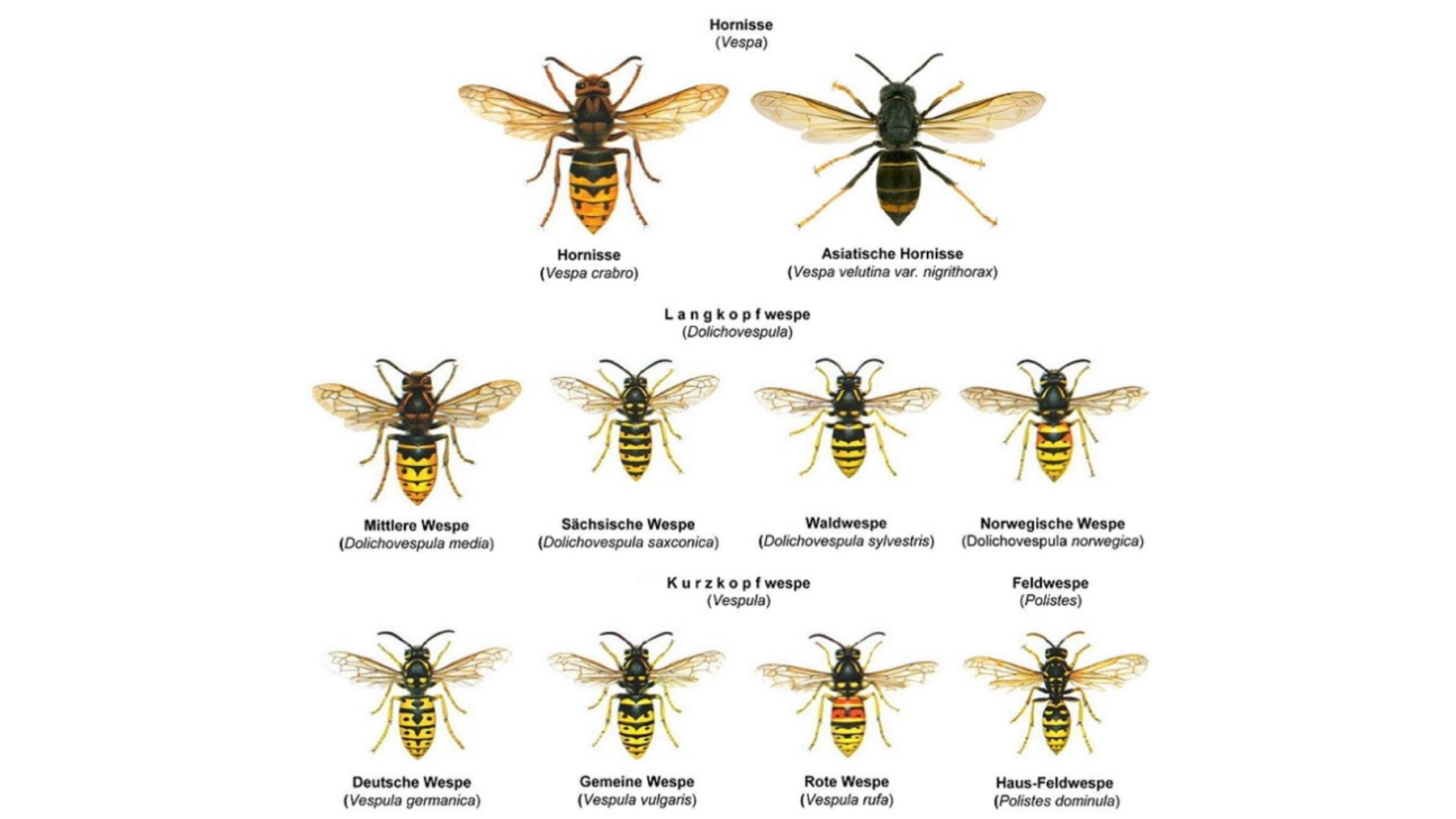Wespenarten in der Schweiz