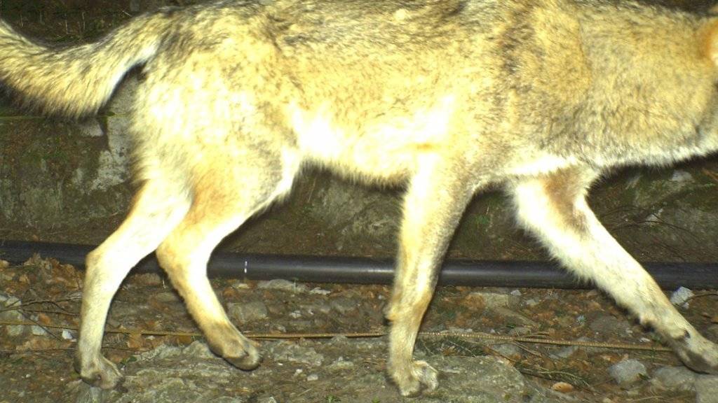 Die Jagd auf ihn kostet den Steuerzahler 44'000 Franken: Der Urner Wolf im Bild aus einer Fotofalle in Seelisberg. (Archiv)