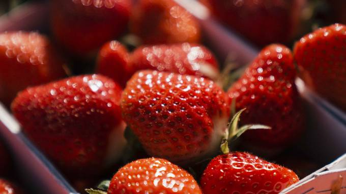 «Drei Tonnen Erdbeeren könnten verfaulen»: Bauer bleibt auf Erdbeeren sitzen