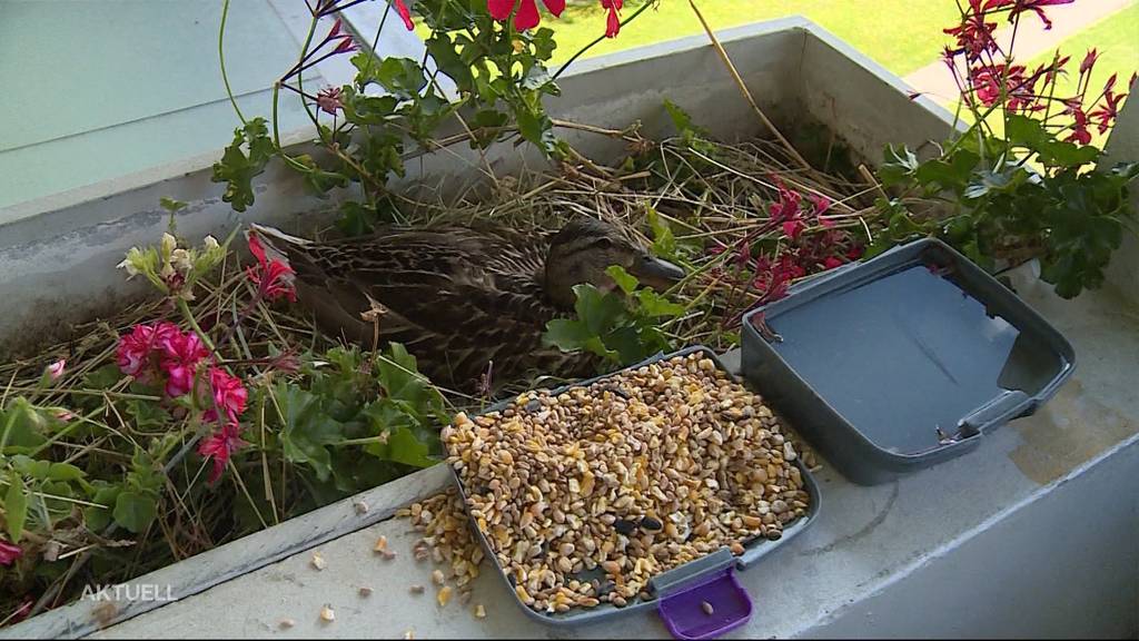 Entenmutter legt ihre Eier in Blumenkasten im 6. Stock