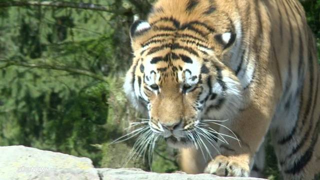 Sex-Tourismus im Zoo Zürich