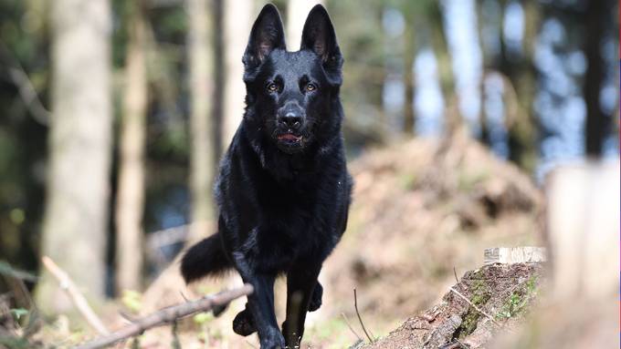 Zug: Polizeihund gleich zweimal erfolgreich