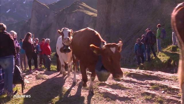 Spektakulärer Alpaufzug auf der Engstligenalp