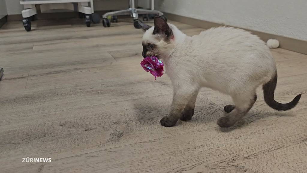 Vier junge Katzen vor Tierklinik in Gockhausen ausgesetzt