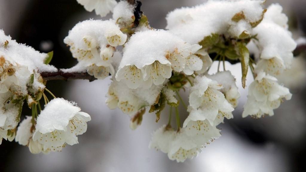 Das kalte Wetter im April sorgte bei blühenden Obstbäumen in der Schweiz für Frostschäden. (Symbolbild)