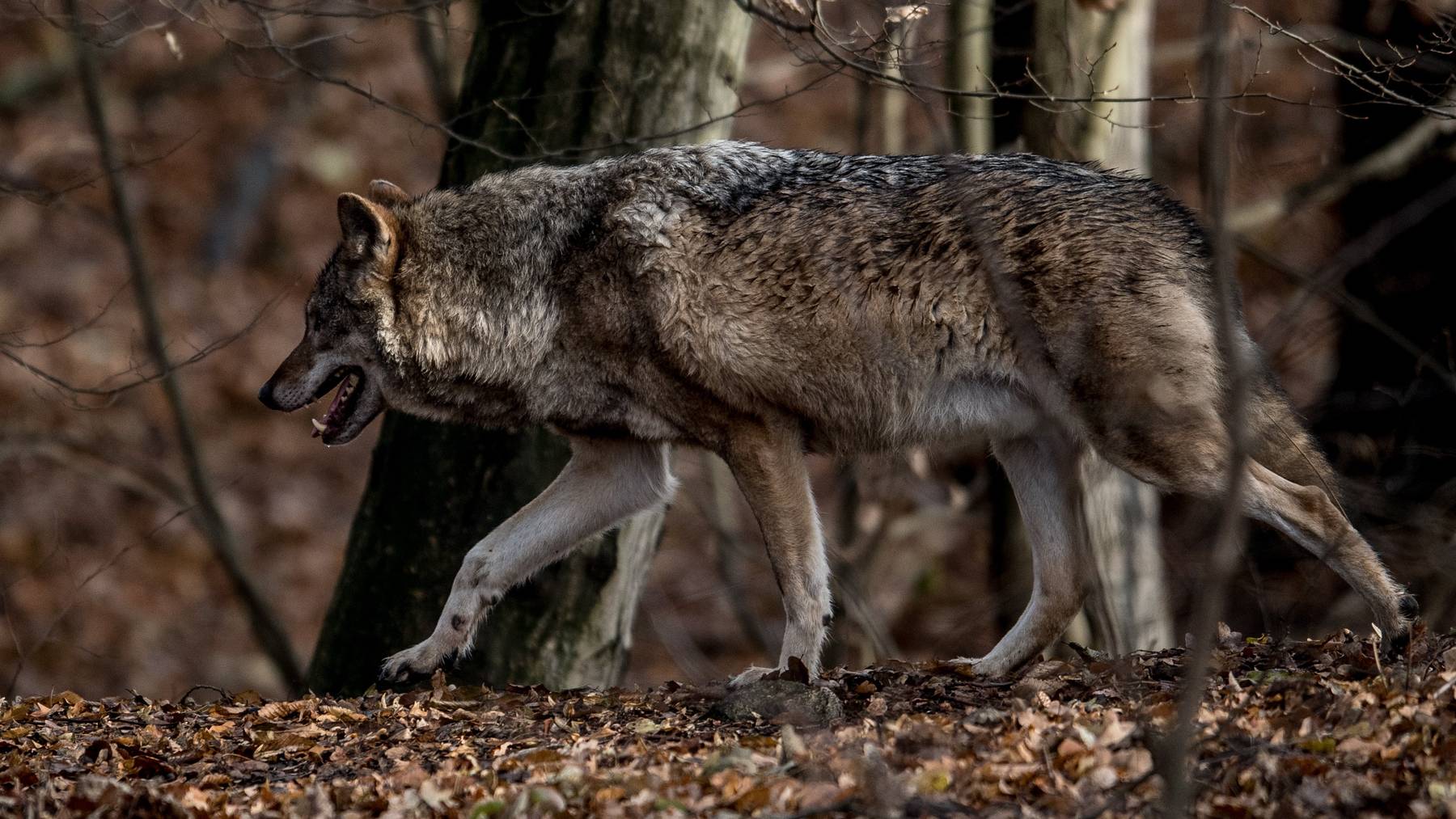 Bei Jägern, Landwirten und Schafhaltern aus den Kantonen Uri, Schwyz, Ob- und Nidwalden sowie Luzern ist der Wolf nicht gerne gesehen.