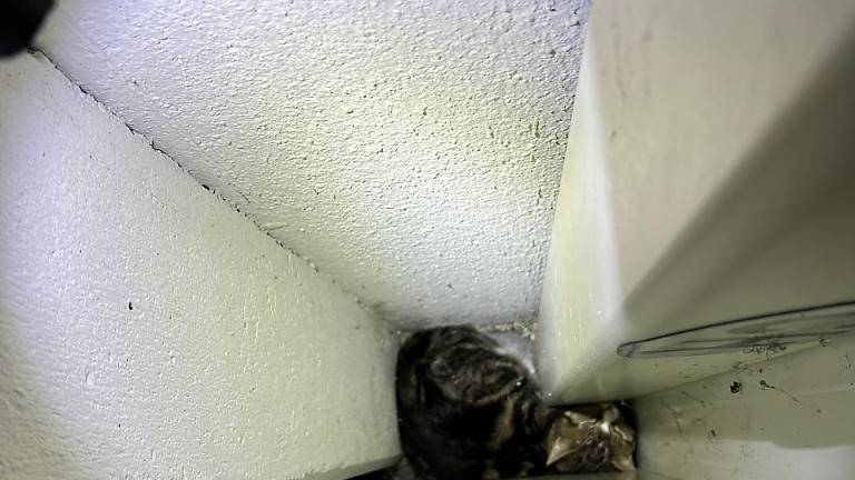 Feuerwehr rettet in Chur GR hinter einem Tresor eingeklemmte Katze