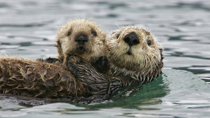 Welt-Otter-Tag: 7 Fakten über die putzigen Tierchen 