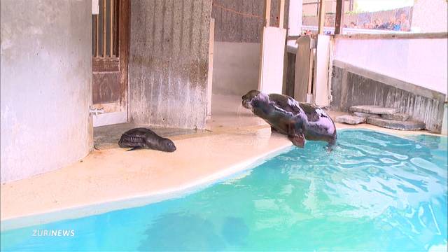 Keine Seelöwen-Shows mehr im Kinderzoo