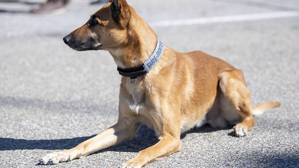 Kinder lernen laut Forschern erst im Schulalter, Aggression in Hundegesichtern so gut wie Erwachsene zu erkennen. (Symbolbild)