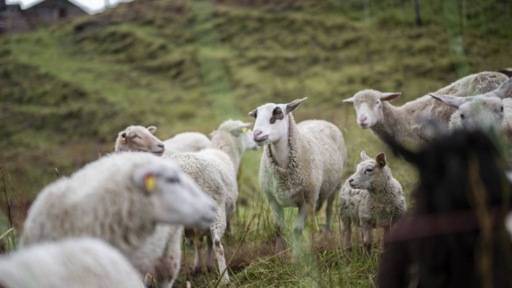 Bis Ende September hat der Wolf im Kanton Graubünden 186 Ziegen und Schafe sowie drei Rinder gerissen (Symbolbild)