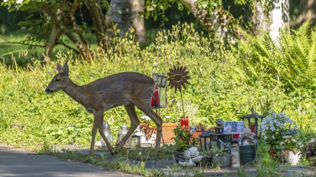 Der Friedhof als zuhause: Nicht alle Rehe haben sich aus dem Friedhof Rosenberg in Winterthur vertreiben lassen. (Symbolbild)